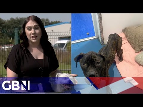 One dog is abused every single hour in the UK the RSPCA reveals