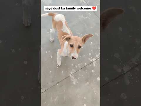 new dog family welcome ❤️#youtubeshorts #dog #subscribe #doglover #explore #love #viralshorts #pets