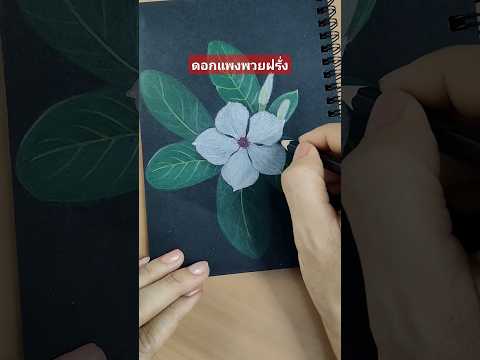 วาดดอกแพงพวยฝรั่งflowerspain