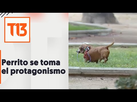 Se pasea solo: El tierno perrito que protagonizó el inicio de despacho en vivo de Miguel Acuña