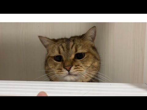 猫の動画サムネイル - 【最&高】「こいつ…なんか本当に生意気です…」