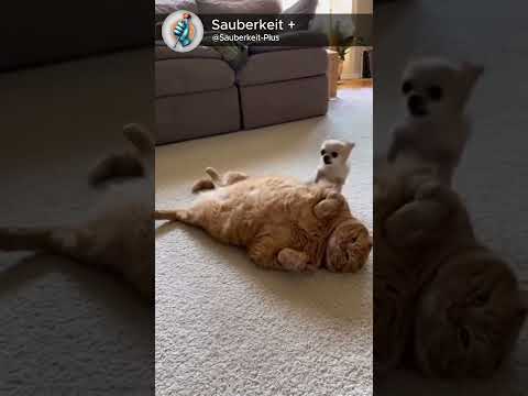 POV Your dog meets the laziest cat on Earth