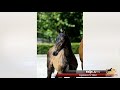 Show jumping horse Hengstveulen te koop veulenveiling Midden Nederland