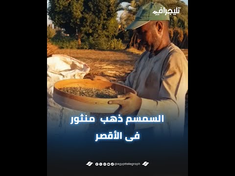 ذهب منثور فى بلدنا.. شاهد مراحل تنفيض السمسم فى الأقصر