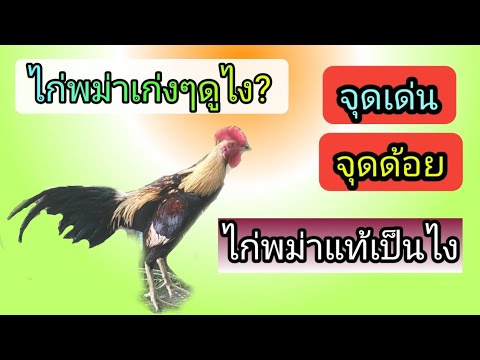 คนรักไก่ชนEP5ไก่พม่า