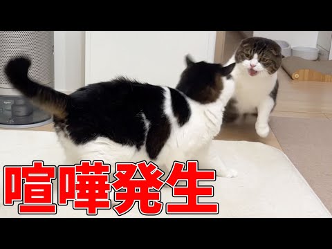 子猫以来、久しぶりに兄猫とケンカした弟猫！