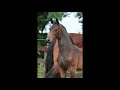 Dressage horse Merrieveulen:  Le Formidable x Wolfgang