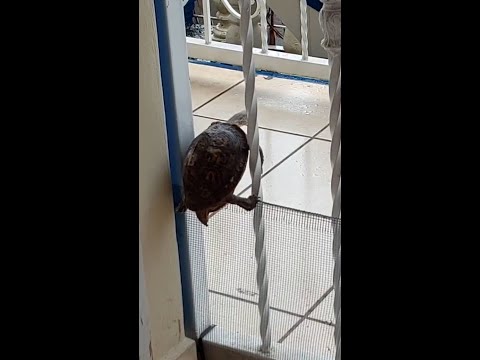 Cheeky pet turtle refuses to be confined by her owner