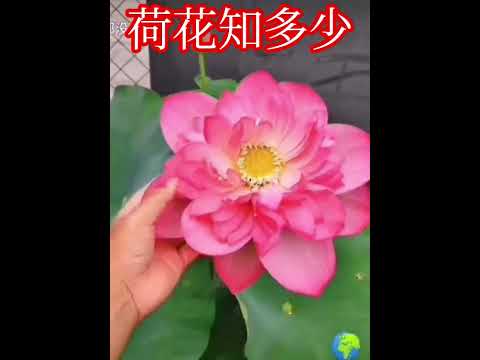 最美的秋色与最有缘的你一起欣赏……菊色诱人啊……感谢订阅☕☕