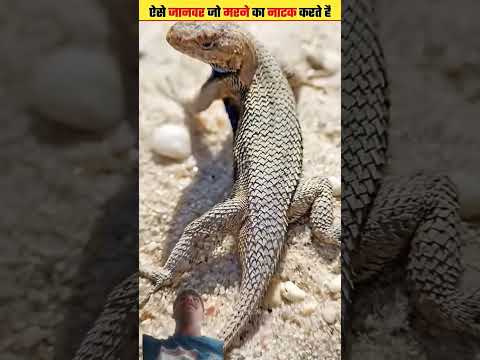 मरने का नाटक 😮😮😮 #facts #amazingfacts #animals #wildlife #factshindi #shortsvideo