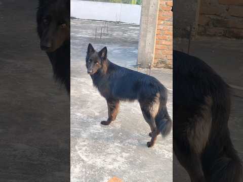tu hi h sb mera🧿😍❤️#shorts #shortvideo #germanshepheard #doglove #dog #blackgerman #shera #trending