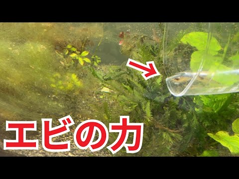 コケまみれの崩壊水槽に売れ残りのエビ20匹入れてみると...