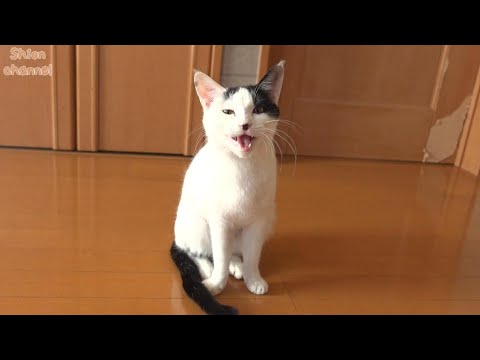 ご飯の後に「ごちそうさま！」を言ってくれる猫