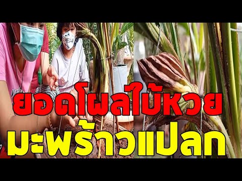 กลัวโดนขโมย-เก็บไว้อย่างดี-ชาว กลัวโดนขโมย-เก็บไว้อย่างดี-ชาว