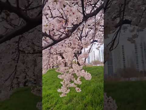 #2024벚꽃#벚꽃맛집#숨은벚꽃명소#봄데이트코스#cherryblossom
