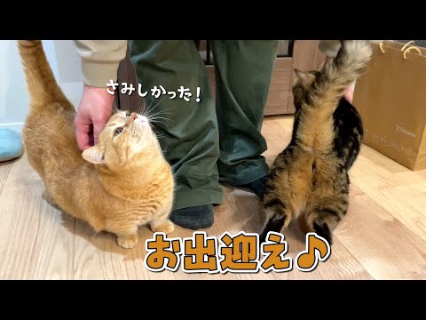 猫の動画サムネイル - 新居でのお留守番が寂しくて全力でお出迎えする猫が可愛すぎる！