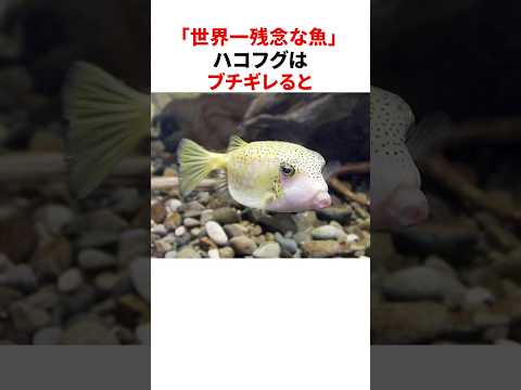 「世界一残念な魚」ハコフグの意外な雑学 #shorts