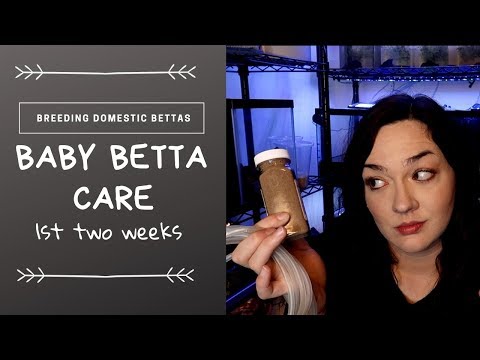 Baby Betta Care 1st 2 weeks Baby Betta Care 1st 2 weeks. In this video I show how I care for my betta fry during their first two