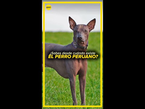 ¿Desde cuándo existe el perro peruano?