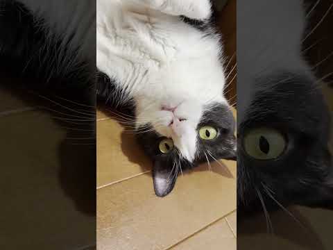 猫の動画サムネイル - 「ゴン」って頭打った衝撃でベロでたよ