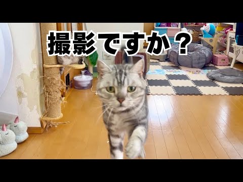 猫の動画サムネイル - カメラで撮影されるのが大好きな猫。