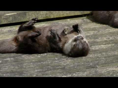 An otter plays with a rock