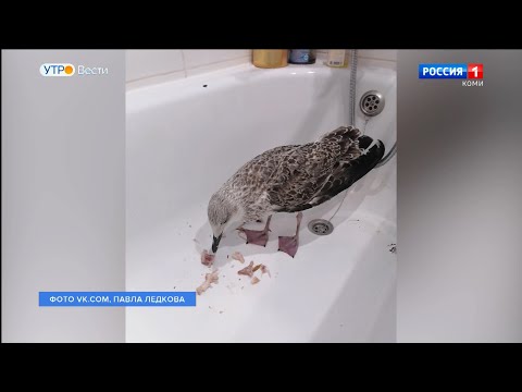 Жительница Воркуты приютила птенца чайки