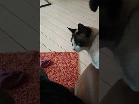 Puppy Xuě: When you're too nice to the world (and the cat) ❤️💔#love #lovedogs