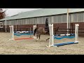 Recreation horse 13 years old Gelding