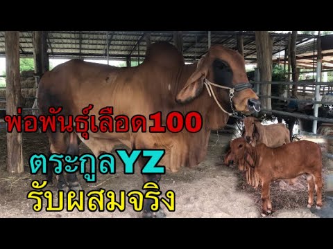 พ่อพันธุ์เลือด100-ตระกูลYZ-รับ พ่อพันธุ์เลือด100-ตระกูลYZ-รับ