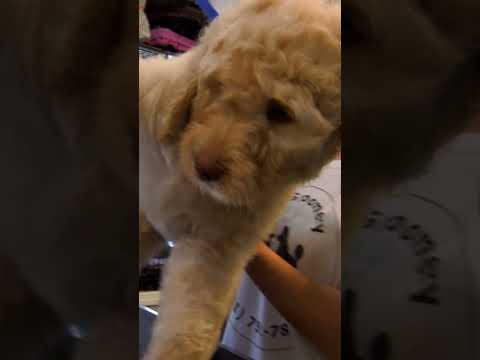Puppy Distracted by a PINK Poodle | Too Cute! | Animal Planet