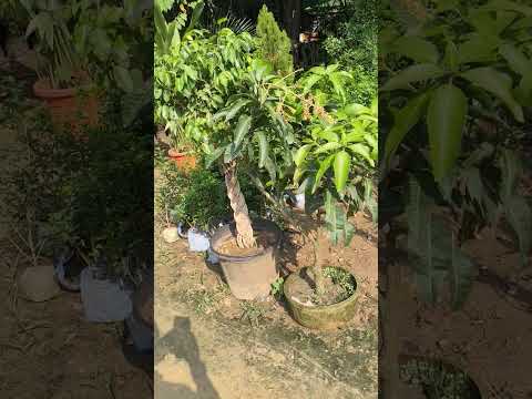 Plantagrotech – Buy or rent plants for homes, offices, parks, and events. Call: 9643545001