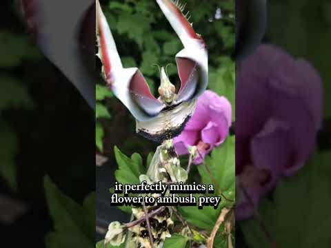 Devil’s Flower Mantis – The Most Beautiful Yet Deadly Insect! #animals