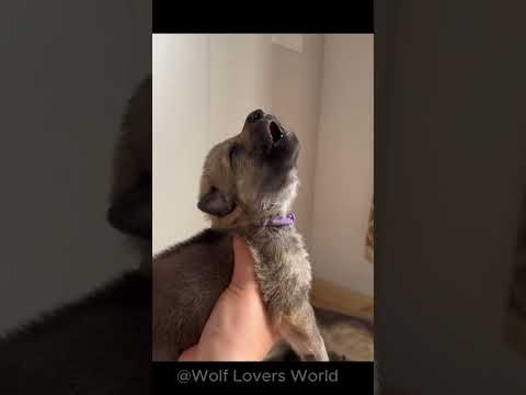 The Cutest Moments of These Adorable Wolf Pups 🐺 #WolfPups #WolfCubs #Wolf #GreyWolf #Shorts