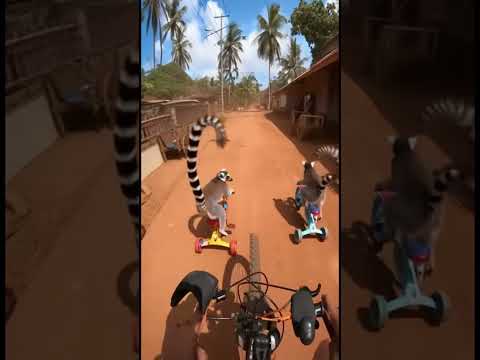 🚴‍♂️ Lemur Super Bike Race 2025 – WhoWins: Human or Lemurs? 🏁 Epic Cycling!#cycling##bike#race