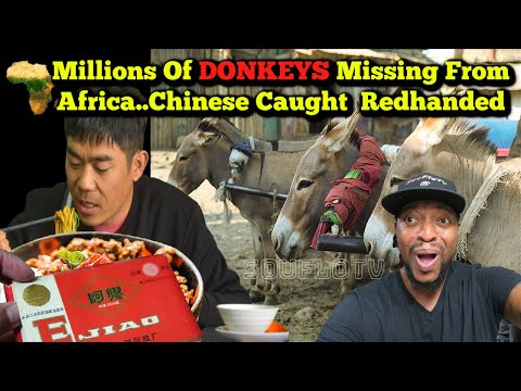 Chinese Caught Red Handed Millions of Donkeys Missing from Africa