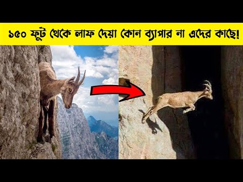 পাহাড় থেকে ঝাপিড়ে পড়ার এমন ভিডিও দেখে অবাক হয়েছিলো পুরো পৃথিবীর মানুষ। পাহাড়েই চলে তাদের রাজত্ব।