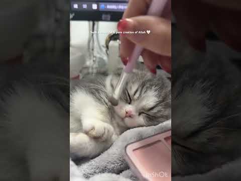 I rise #nasheed #slowed #shortvideo #mahrukh000 #love#catvideos