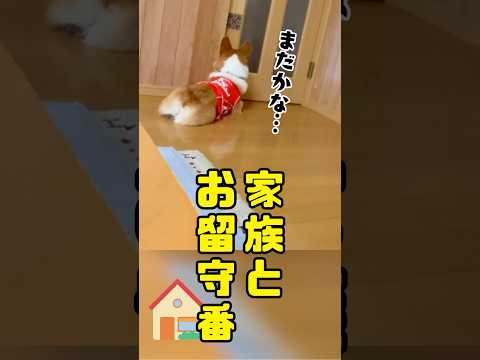 留守番中の犬たちの様子を妹に撮影してもらった結果 #コーギー #corgi
