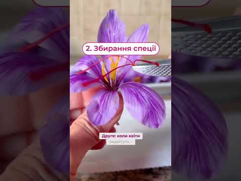 Шафран у горщику: цибулини коштують копійки