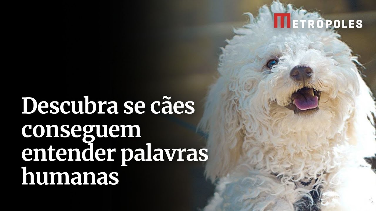 Obediência ou intuição Descubra se cães reconhecem palavras humanas