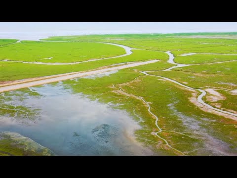 Elk running on Yancheng mudflats create an 'ink painting'