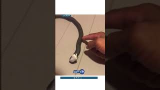 تظاهر بالموت