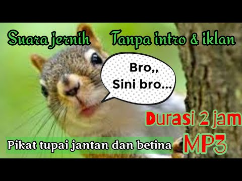 Suara pikat / pemanggil tupai durasi panjang