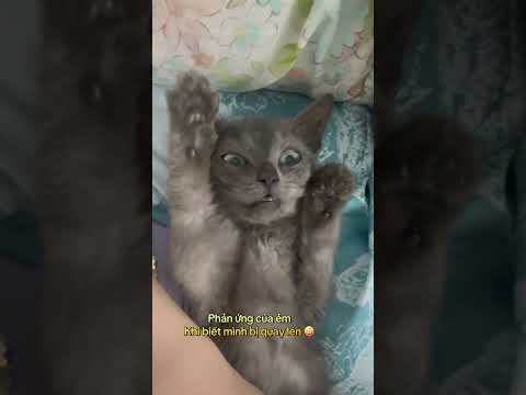 Đã làm gì đâu #linhmientay #cat #xuhướng #thucung #pets