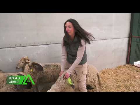 Los repobladores | En Los Frailes dirige una ganadería ovina en ecológico con más de 300 ovejas