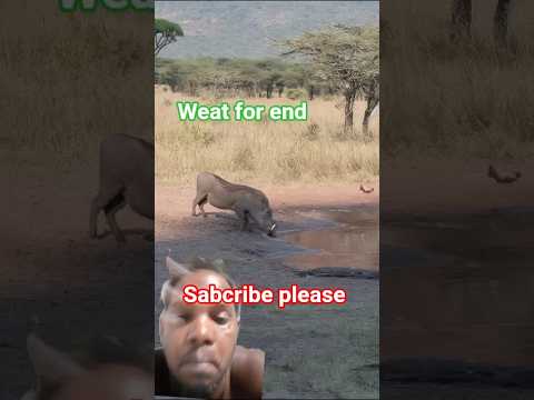 crocodile 🐊 attack to pih #wildlifeentertainment #wildlife #animals #safari #africa #crocodile