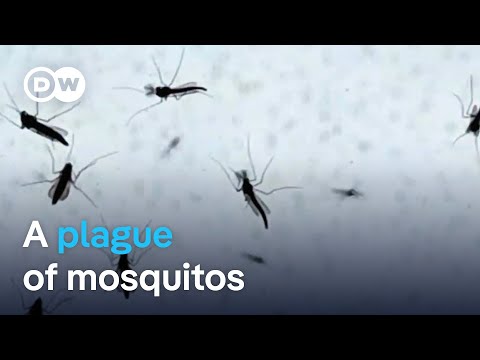 Millions of mosquitos plague Italian town of Orbetello | Focus on Europe