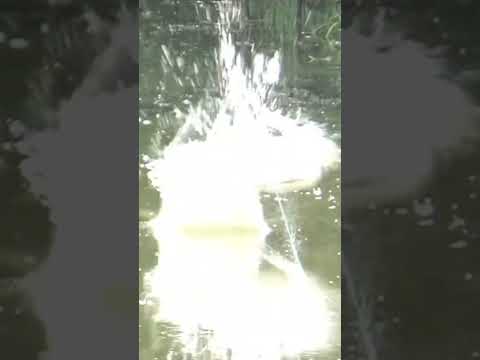 Sampai jungkir balik #casting #toman #giantsnakehead #shorts