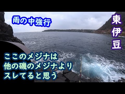 【東伊豆】雨の中スレ気味のメジナを狙いました【2025年3月中旬】
